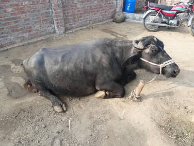 Buffalo  for Sale