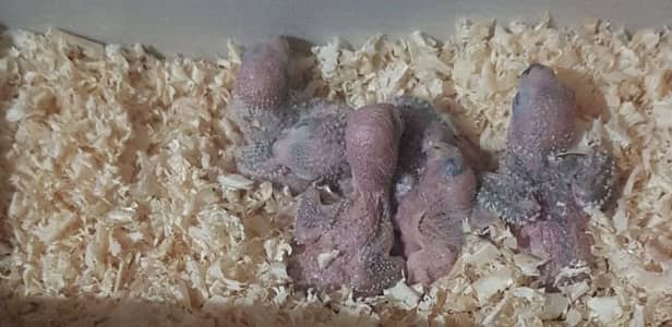Yellow sided conure red factor chicks