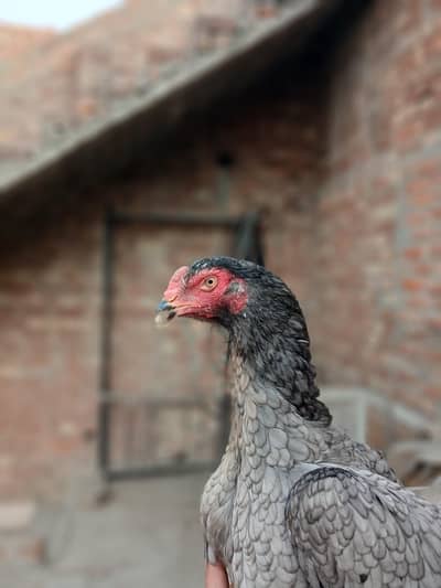 Aseel o shamo females