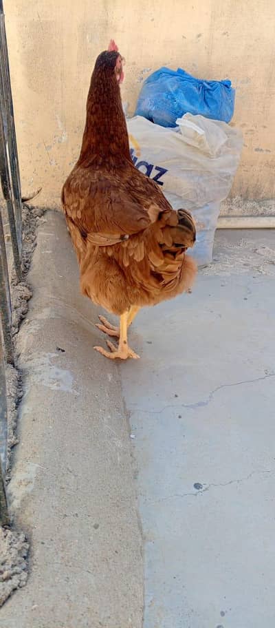 aseel murga,dasi murgi pair