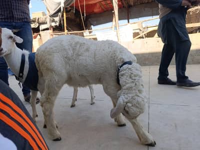 dhumbi for sell urgent sell