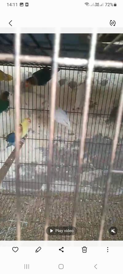 Albino,cremino,decino,parblue,etc