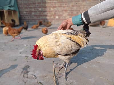 Asal desi murga azan island 1700g hai