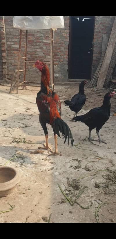 tayar pakistani patha age 9 monts