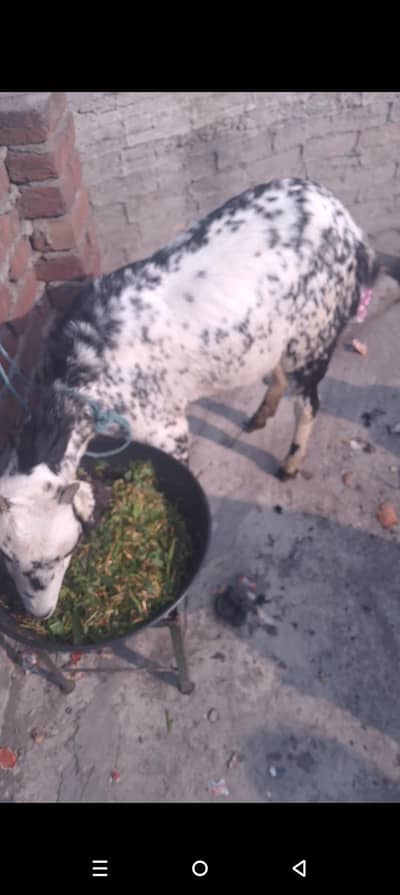 makhi cheeni pregnate goat