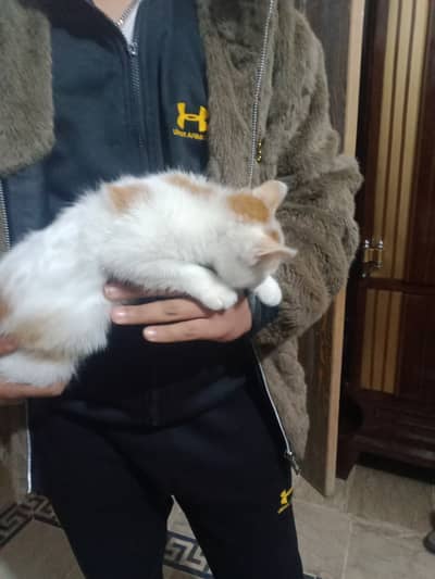 Turkish angora breed