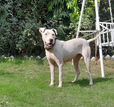 Pakistani bull terrier female and male total 4
