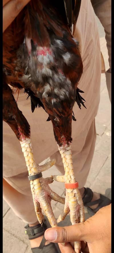 Pure Pakistani male and thai female eggs