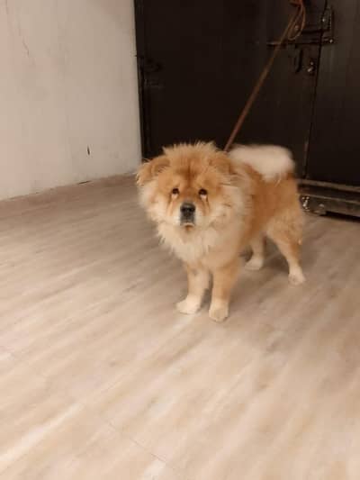 female chow chow Russian imported