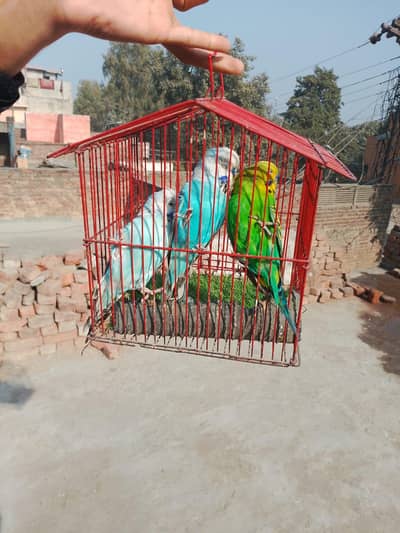 Australian breeder pair