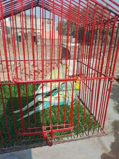 Australian breeder pair