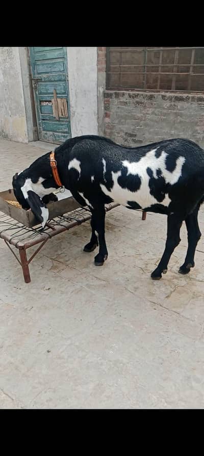 mo sa abi 8 dant hoi ha 2nd sowa ha 03104323502