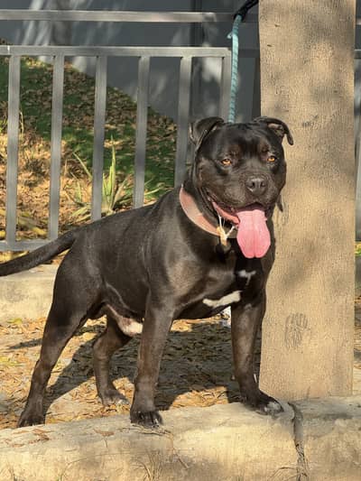 American Pitbull For Sale