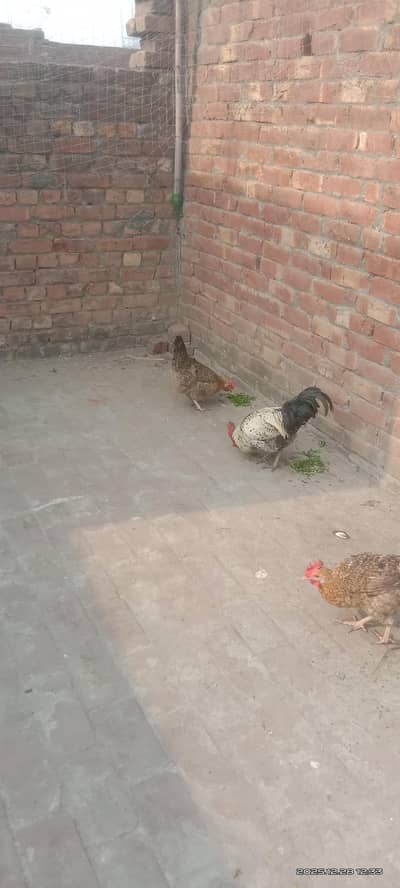 dasi murgiyan for sale