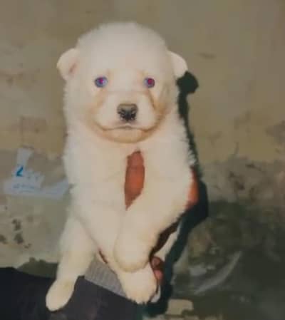 Husky puppies for sale, Siberian husky puppies for sale