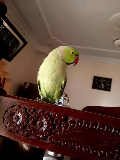 GREEN RINGNECK PARROT
