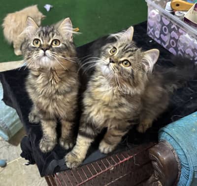 Persian tabby pair and foan male available for pair price is 16k f