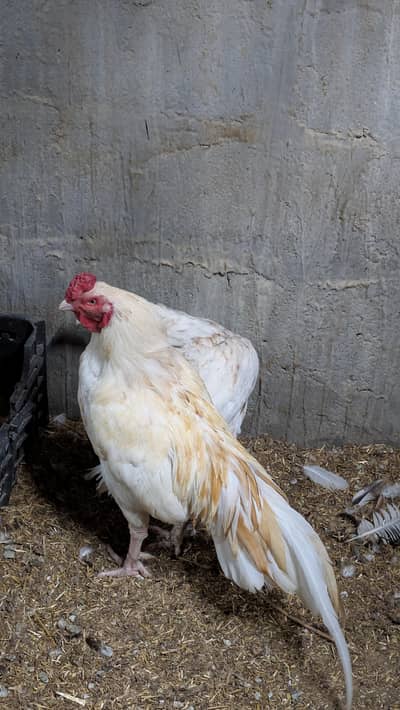 Heera Sonatol cross High Quality Mianwali 15month Age