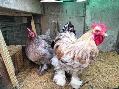 heavy cochine, buff, brahma chicks for sell