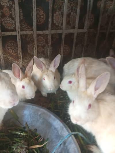 beautiful red eyes rabbit kids for sale