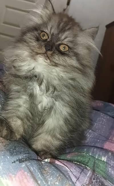 semi punch female kitten