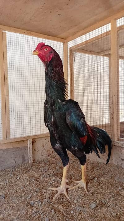 shamo | lakha shamo | king size shamo | O shamo | price fnf ha |aseel