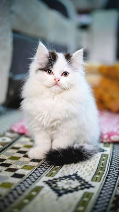 Persian female kitten for sale 0320-82-95-997 Whatsapp number