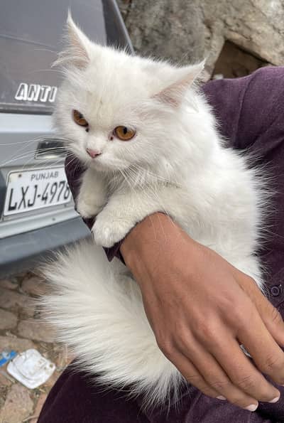 Persian Top Quality Long Cote