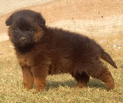 German Shepherd female for sale
