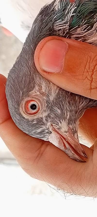 Tasweer wale Mian nazeer blood 2 male young.