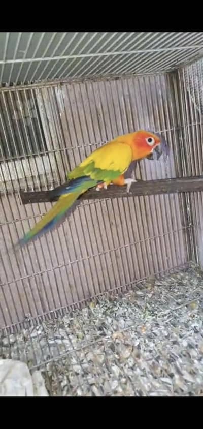 sun conure male