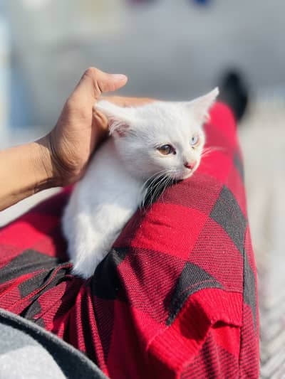 Double Coded Sky And Brown Eye sides