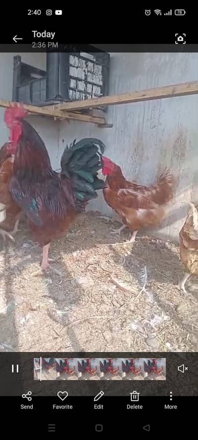 4 Lohman brown hens 2 RIR ROOSTERS