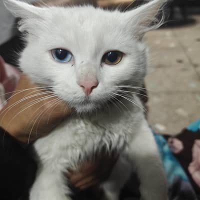 double shade eyes cat for sals