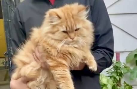 Brown Tripple cotted Persian male cat . Trained