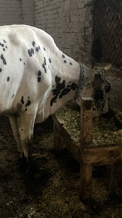 Jersey/cholistani Gae For Sale