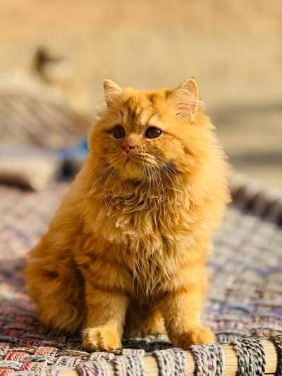 Persian Cat Triple Coat