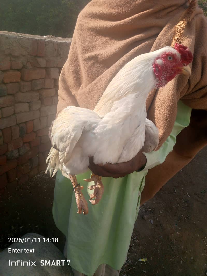 پیپر وائٹ اصیل ہیران 0