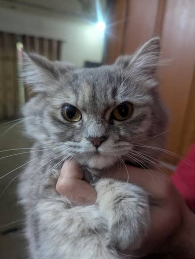 full dreading triple Cote grey Persian