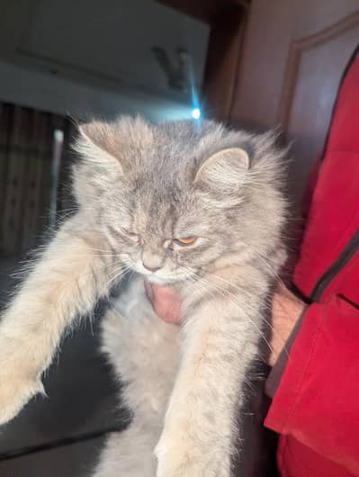 full dreading triple Cote grey Persian