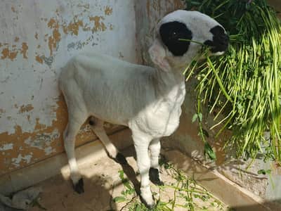 Dumba Male Khara Mundra Long neck 3 months+ age