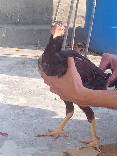 pure aseel murga for sell