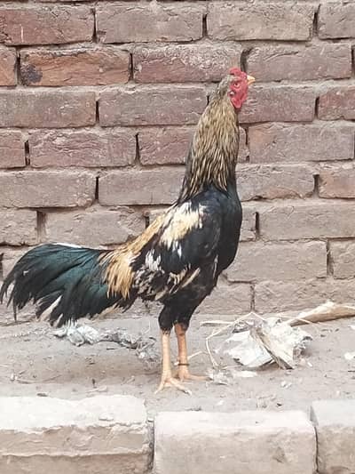 Aseel murga/Aseel murgi/aseel chooze