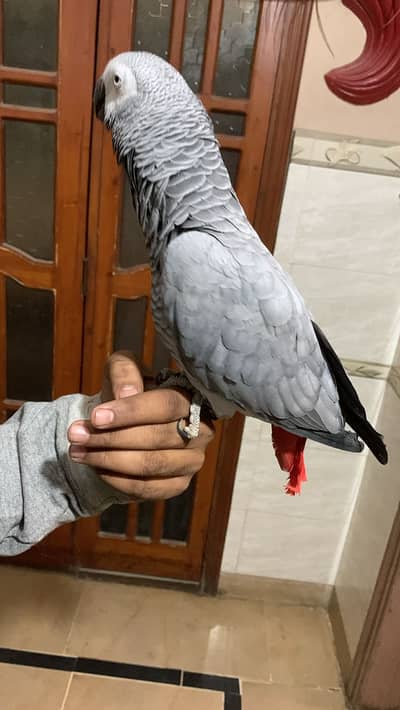 silver Gary parrot