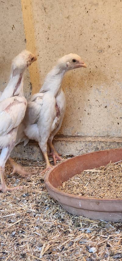 German shamo chiks Top Quality