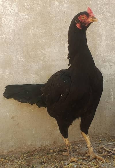 Top Quality Aseel Pathi (Female) for Sale - Healthy and Active