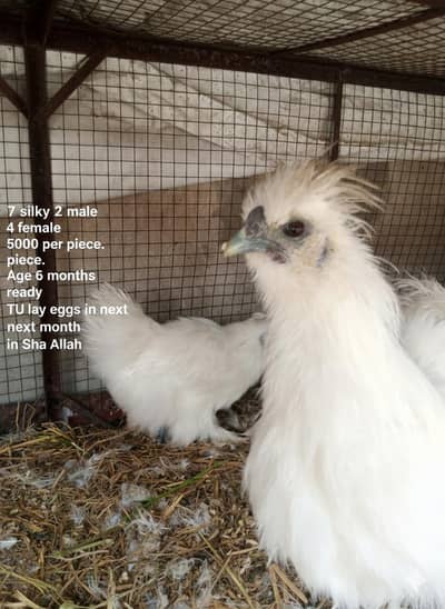 silkie chicken male female 03008076142 ready to lay eggs chicks
