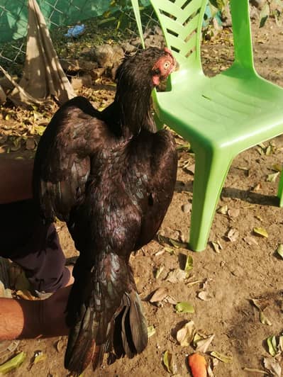 top qaulty muskhi  madi gor sale ak madi ki qemat 5k ha