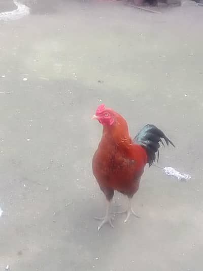 kars aseel murga bred meyawale