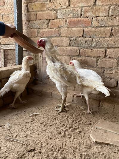 Pakistani herea aseel